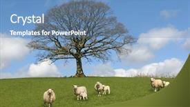  Presentation with oak tree - Beautiful PPT theme featuring oak tree in spring with sheep and lambs grazing in a field in the foreground and a blue sky with altocumulus clouds to the rear backdrop and a teal colored foreground