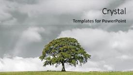  Presentation with oak tree - Beautiful presentation featuring oak tree in summer standing backdrop and a light gray colored foreground