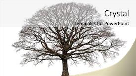  Presentation with oak tree - Presentation having oak tree in winter devoid background and a light gray colored foreground