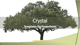  Presentation with oak tree - Colorful slide deck enhanced with oak tree isolated on white backdrop and a tawny brown colored foreground