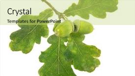  Presentation with fresh water splash green apple isolated white - Slides having oak tree leaves - green acorn with leaf isolated background and a yellow colored foreground