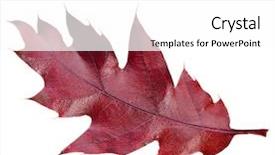  Presentation with oak tree - Amazing slides having oak tree leaves - red autumn leaf quercus rubra backdrop and a white colored foreground