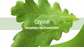  Presentation with oak tree - PPT theme with oak tree leaves isolated background and a shamrock green colored foreground