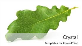  Presentation with oak tree - Slides having oak tree leaves isolated background and a white colored foreground