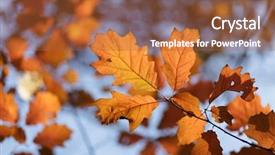  Presentation with oak tree - Audience pleasing PPT layouts consisting of oak tree leaves orange colors in autumn backdrop and a red colored foreground