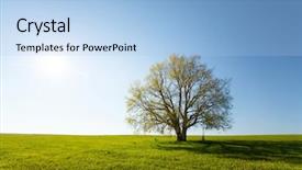  Presentation with oak - Presentation having oak tree on the green background and a light blue colored foreground