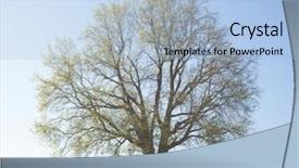  Presentation with oak tree - Audience pleasing presentation theme consisting of oak tree on the green backdrop and a  colored foreground