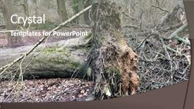  Presentation with woodland oak - Presentation theme consisting of oak tree stump in deciduous background and a gray colored foreground