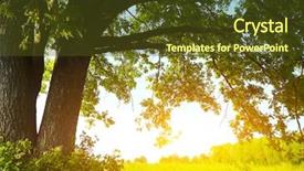  Presentation with oak tree - PPT theme having oak tree with huge branches background and a tawny brown colored foreground