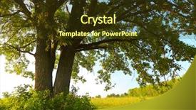  Presentation with oak tree - Beautiful slide set featuring old typewriter - alphabetical archive - detail backdrop and a tawny brown colored foreground