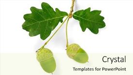  Presentation with oak tree - PPT theme featuring oak tree with leaves background and a blonde colored foreground