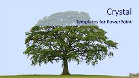  Presentation with oak tree - Amazing presentation design having oak tree with new leaf backdrop and a sky blue colored foreground