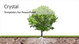  Presentation with tree root - Presentation theme enhanced with oak tree with root in soil isolated on white background background and a white colored foreground