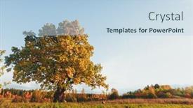  Presentation with oak tree - Beautiful slides featuring oak-tree-with-yellow-foliage backdrop and a sky blue colored foreground