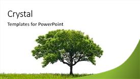  Presentation with oak tree - Presentation consisting of oak tree background and a white colored foreground