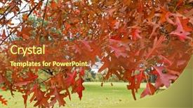 Presentation with oak - Presentation theme with oak trees in the park turning leaves into autumn red shade with blurred green background background and a tawny brown colored foreground