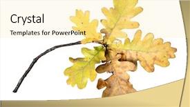  Presentation with isolated fall oak leaf - Beautiful PPT theme featuring oak twig with leaves isolated backdrop and a blonde colored foreground