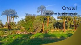  Presentation with palm plantation - Amazing presentation theme having oasis - date palm trees plantation backdrop and a light blue colored foreground
