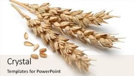  Presentation with ear - Presentation featuring oat - wheat ear isolated on white background and a coral colored foreground