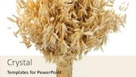  Presentation with oat - PPT theme consisting of oat ears isolated on white background background and a yellow colored foreground