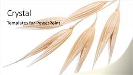  Presentation with oat - Beautiful PPT theme featuring oat plant isolated backdrop and a white colored foreground