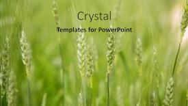  Presentation with oat - Amazing presentation having oat-sativa-cereal-green-field backdrop and a yellow colored foreground