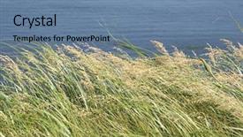  Presentation with wind - Presentation theme featuring wild sea oats blowing background and a seafoam green colored foreground