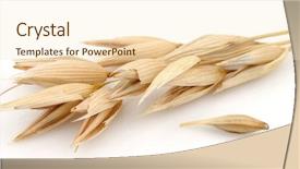  Presentation with oat - PPT theme with oats on a white background background and a cream colored foreground
