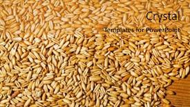  Presentation with agriculture - PPT theme having oats yields for crop background and a  colored foreground