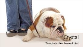  Presentation with english bulldog - Beautiful presentation theme featuring obedience training - woman teaching english backdrop and a coral colored foreground