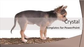  Presentation with agility - Audience pleasing slides consisting of obedient-chihuahua-puppy-walking backdrop and a light gray colored foreground