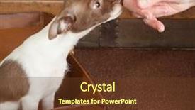  Presentation with behavior - Colorful slides enhanced with obedient little chihuahua puppy learning good behavior backdrop and a tawny brown colored foreground