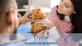  Presentation with veterinary - Colorful PPT layouts enhanced with occupational diseases - cute brown guinea pig held backdrop and a light blue colored foreground