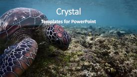  Presentation with underwater wild nature sea life - Theme enhanced with ocean - close-up underwater shoot background and a teal colored foreground