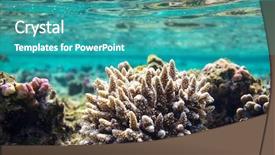  Presentation with sea coral - Audience pleasing PPT theme consisting of ocean - coral reef in red sea backdrop and a teal colored foreground