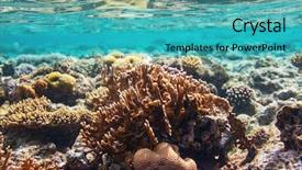  Presentation with sea coral - Amazing slide set having ocean - coral reef in red sea backdrop and a  colored foreground