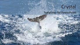  Presentation with water life - Colorful slides enhanced with dolphin's tail fin backdrop and a teal colored foreground