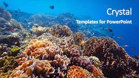  Presentation with coral - Cool new presentation with ocean - underwater shoot of vivid coral backdrop and a teal colored foreground