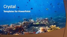  Presentation with fishes - Presentation enhanced with ocean bottom - underwater shoot of vivid coral background and a teal colored foreground