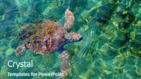  Presentation with law of the sea - Presentation with ocean conservancy - sea turtle swimming background and a  colored foreground