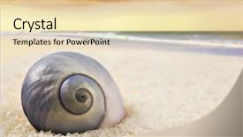  Presentation with sea shell - Amazing PPT theme having ocean creatures - beautiful perfectly shaped sea shell backdrop and a lemonade colored foreground