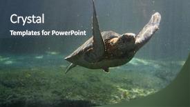  Presentation with maui - Presentation theme with ocean creatures - green sea turtle in maui background and a  colored foreground
