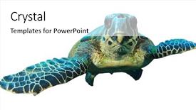  Presentation with turtle - Theme with ocean creatures - hawksbill sea turtle isolated background and a white colored foreground