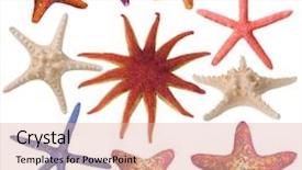  Presentation with star - Cool new PPT theme with ocean creatures - set of painted sea star backdrop and a lemonade colored foreground