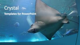  Presentation with maui - Beautiful presentation featuring ocean creatures - spotted eagle ray and giant backdrop and a teal colored foreground