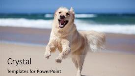  Presentation with ocean - Cool new presentation design with ocean dog - excited young golden retriever jumping backdrop and a soft green colored foreground