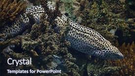  Presentation with honeycomb - Colorful presentation design enhanced with new honeycomb - laced moray gymnothorax favagineus also backdrop and a wine colored foreground
