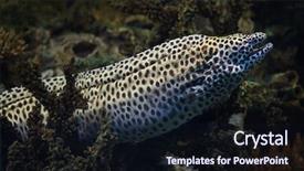  Presentation with keel billed toucan also known - Slide set consisting of laced moray gymnothorax favagineus also background and a wine colored foreground