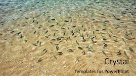  Presentation with fishing plastics bottles in the sea - Presentation theme having ocean floor - shallow sea water with lots background and a coral colored foreground