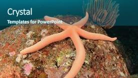  Presentation with sea floor - Audience pleasing presentation design consisting of ocean floor - starfish underwater in sea backdrop and a  colored foreground